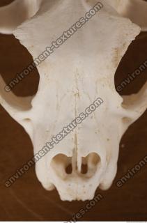 photo reference of skull 0097